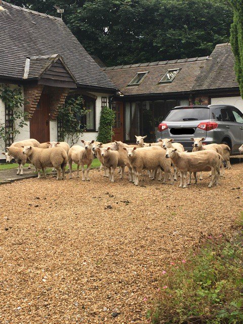 ExploitDIJarvis's tweet photo. @PoliceCongleton officers have responded to sheep who have escaped a field. They have been taken back safe and sound. #hereforcommunity https://t.co/DFQ13CHLsj