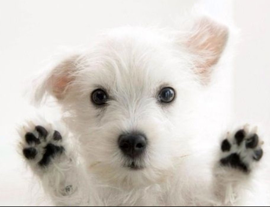 WoofTimeEvents's tweet photo. 'Can I come?' #DogParty #WoofTime @FourThievesPub Sunday 13th August, Early Dog tickets here https://t.co/UbrxAnxO8q #SouthLondon #Dogs https://t.co/ANd07ZFdxa