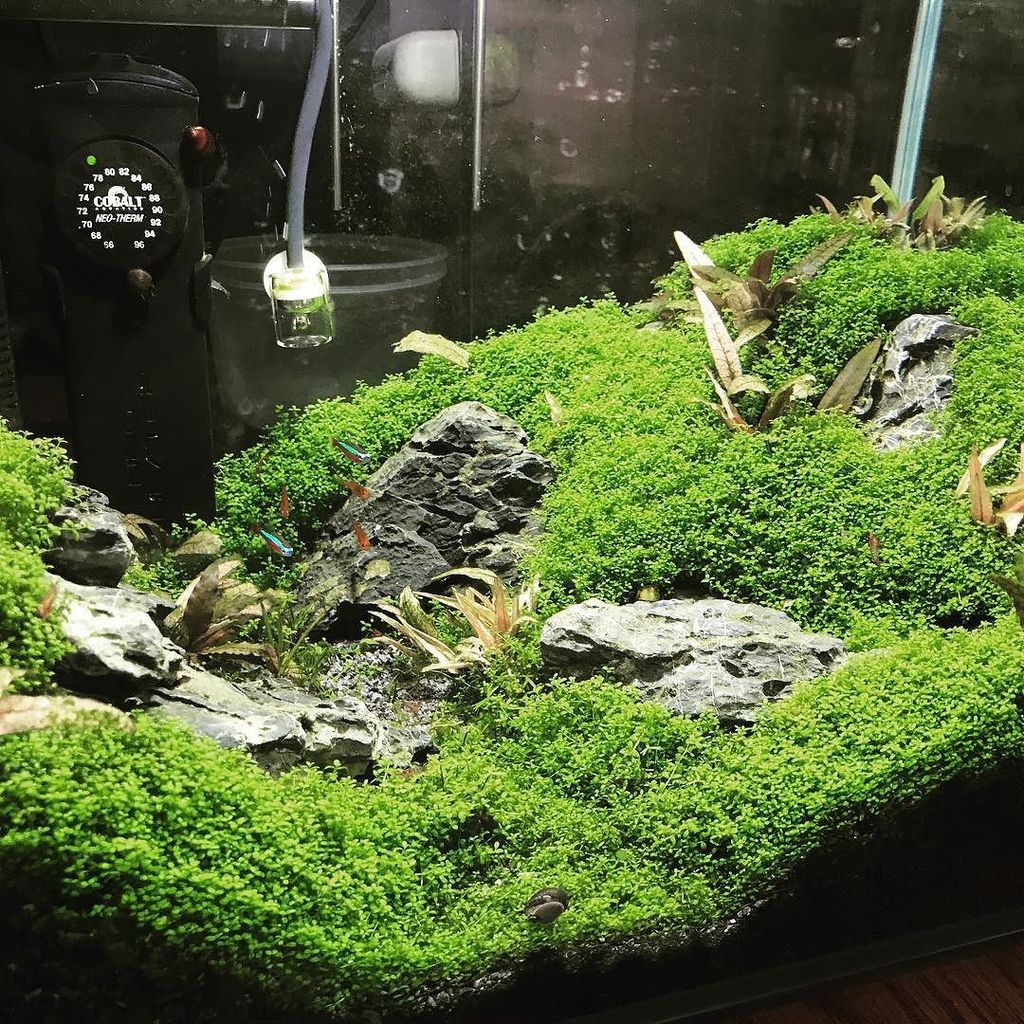 cobaltaquatic's tweet photo. Nice!
#cobaltaquatics #cobalt #neotherm #neoheater #preusspets #plantaquarium #aquarius https://t.co/1azmUxiIbR https://t.co/FWkVN3VIgX