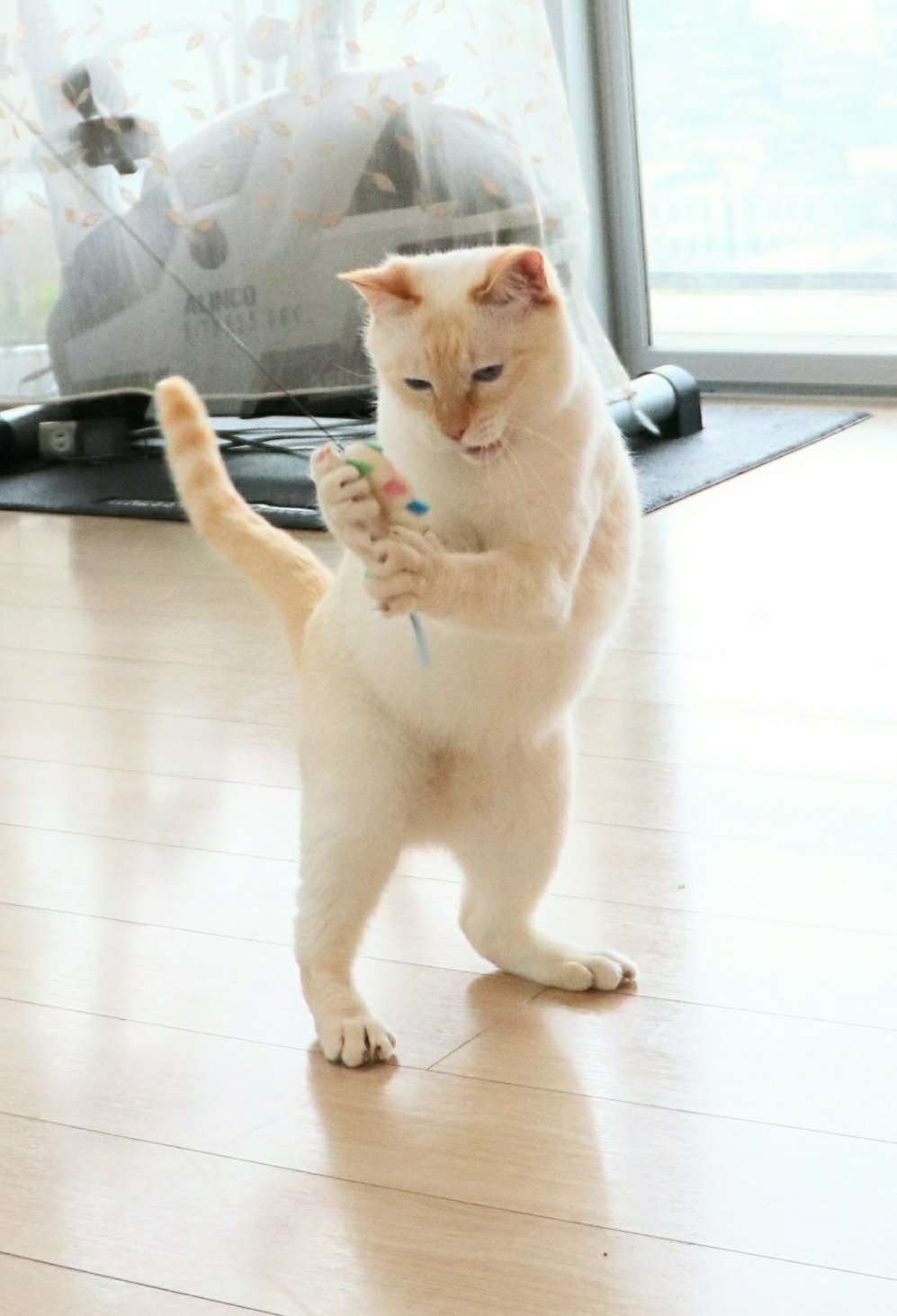 釣りをする猫 Twitter Search Twitter