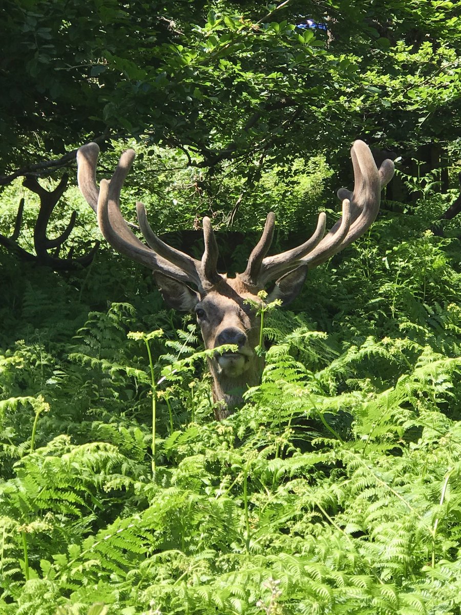 What are you looking at? Hiding in the undergrowth. #RichmondPark #visitbritain