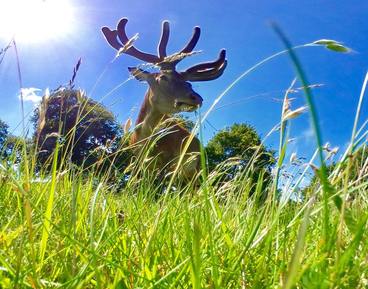 I left a remote camera on the ground and was rewarded with this amazing moment.