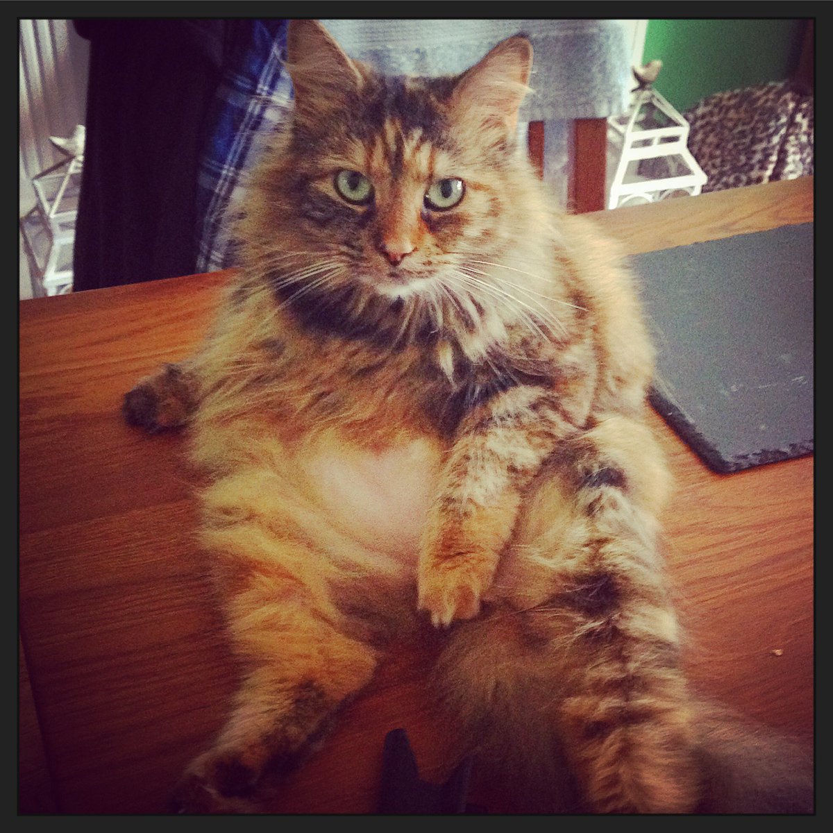 DenniGregory's tweet photo. #cat with attitude #xena https://t.co/HFbIrwQUnm