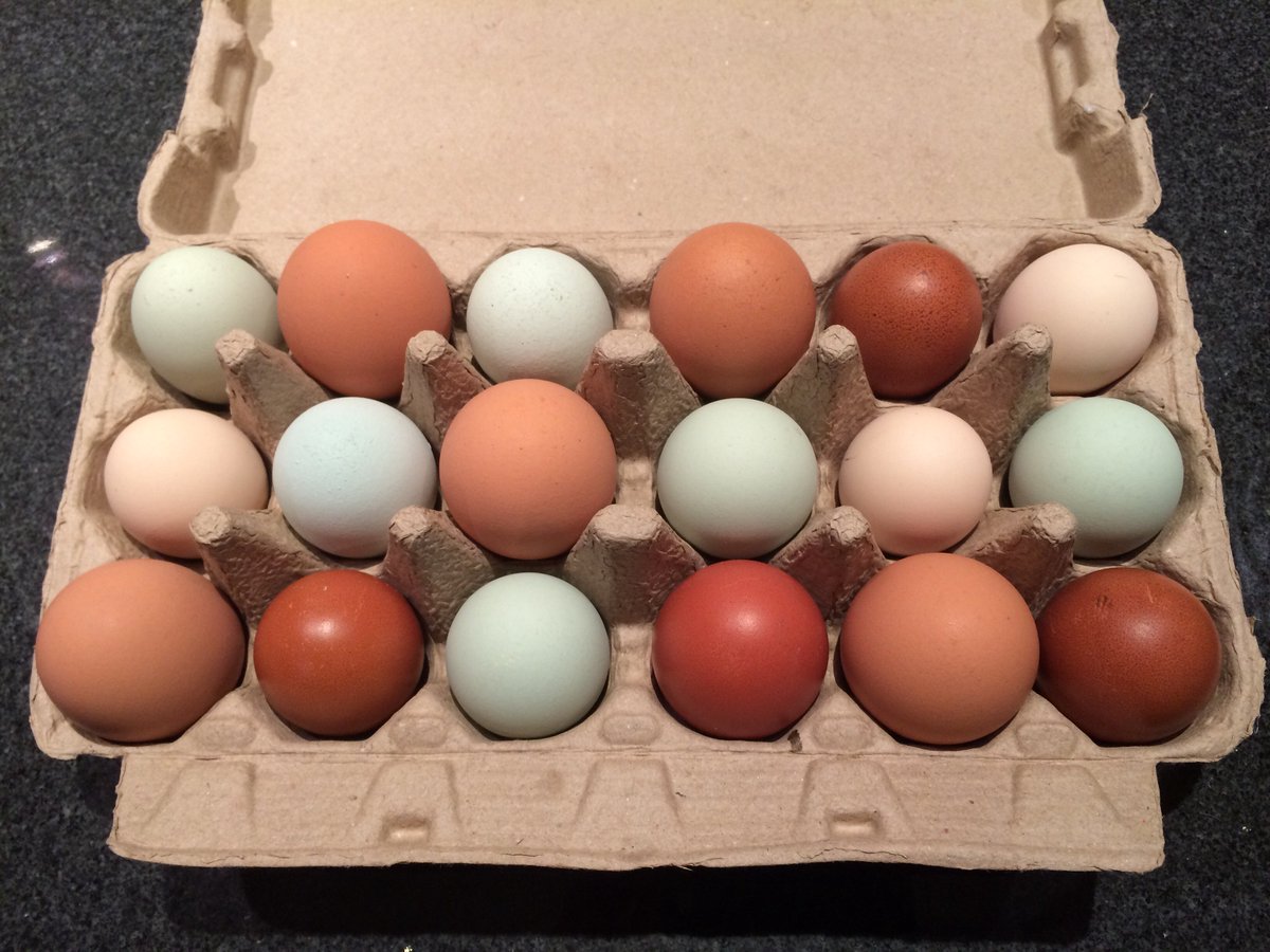 excelsior7's tweet image. Loving my #colouredeggs