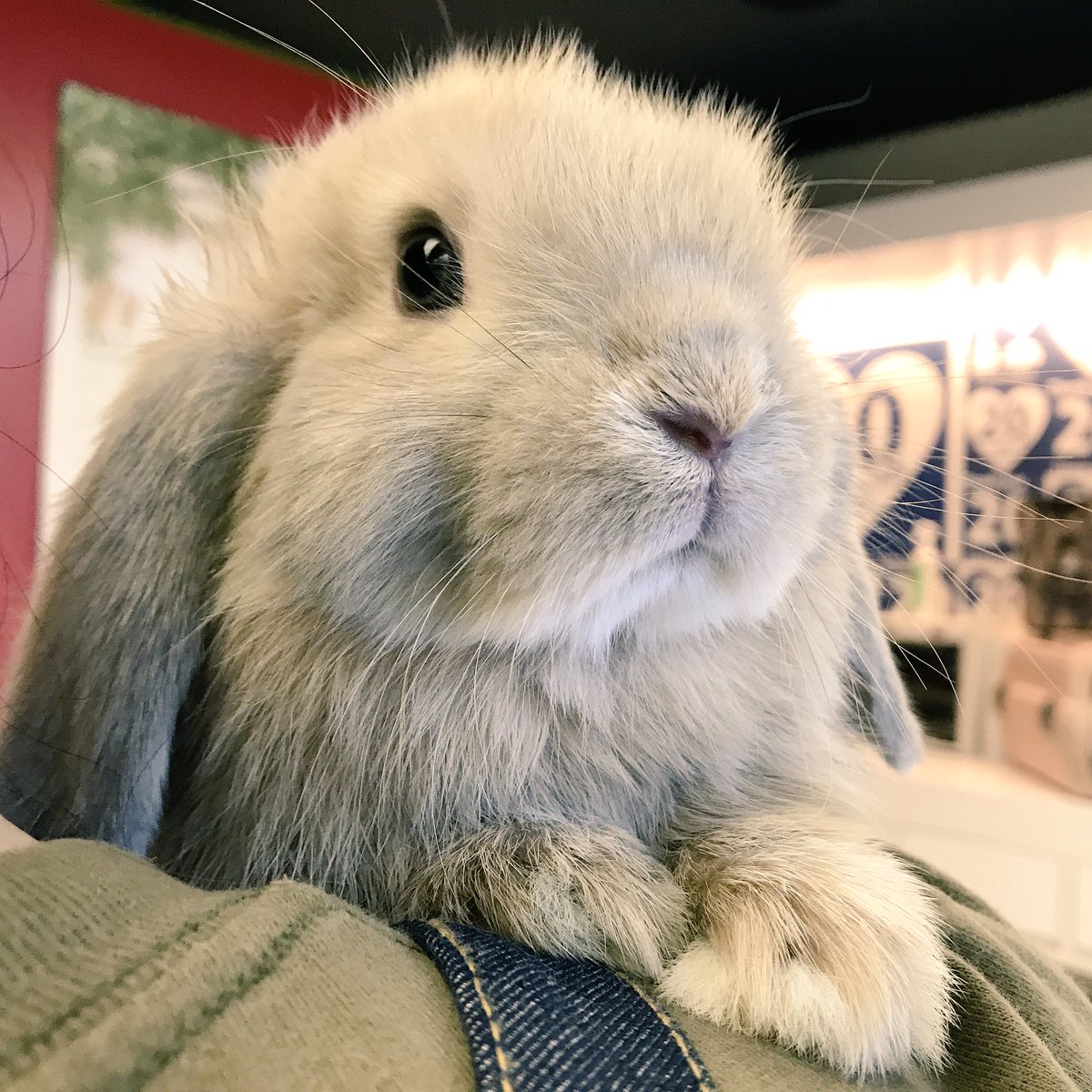 うさぎのしっぽ恵比寿店 בטוויטר 恵比寿店に久しぶりにホーランドロップ の クリーム というカラーのうさちゃんがデビューしました クリームは優しい色味で人気のカラーです ごはんをモリモリ食べてとっても元気いっぱいです うさちゃんの情報はこちら