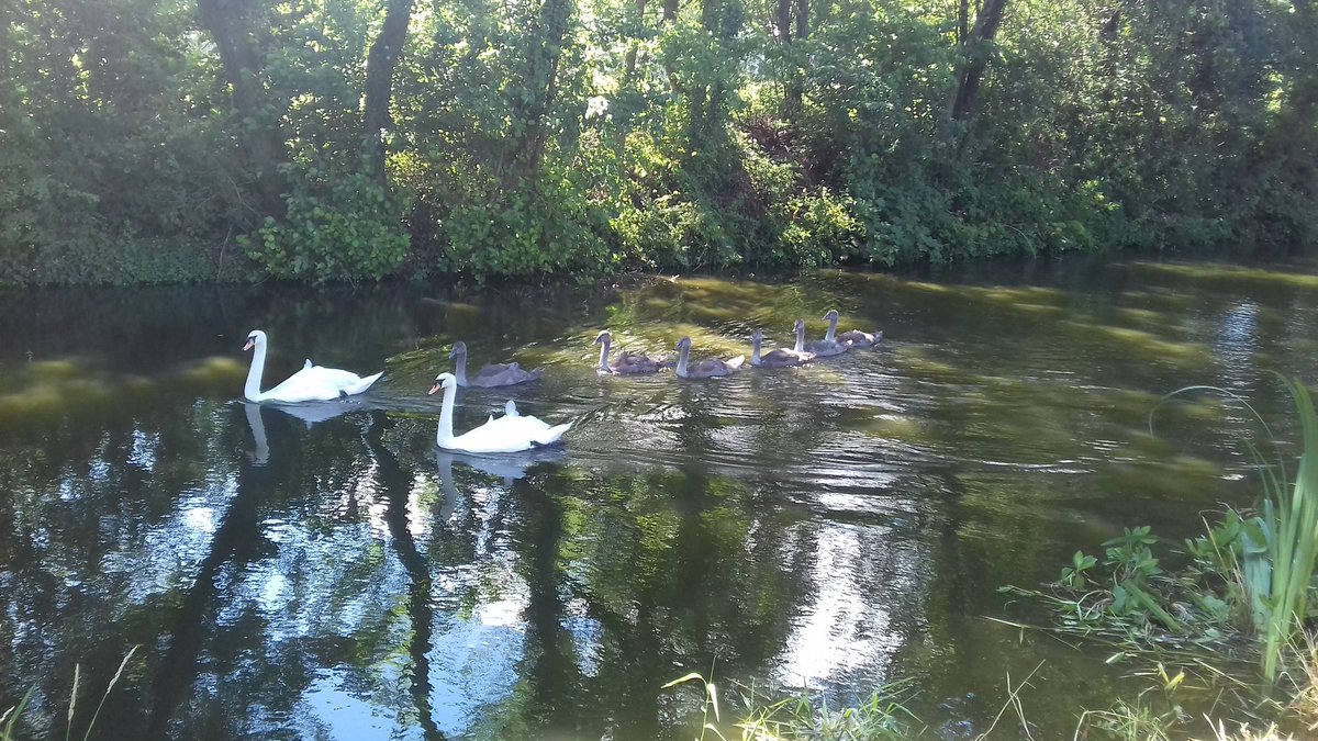 haggerzz's tweet photo. Lovely morning for some fresh air!! Always nice to see these beauties on #GrandWesternCanal #Tidcombe #Tiverton #swans #cygnets https://t.co/XY9d8ZYeKk