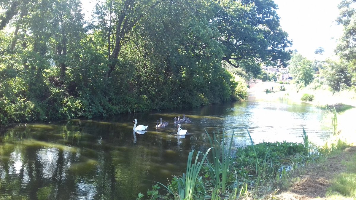 haggerzz's tweet photo. Lovely morning for some fresh air!! Always nice to see these beauties on #GrandWesternCanal #Tidcombe #Tiverton #swans #cygnets https://t.co/XY9d8ZYeKk