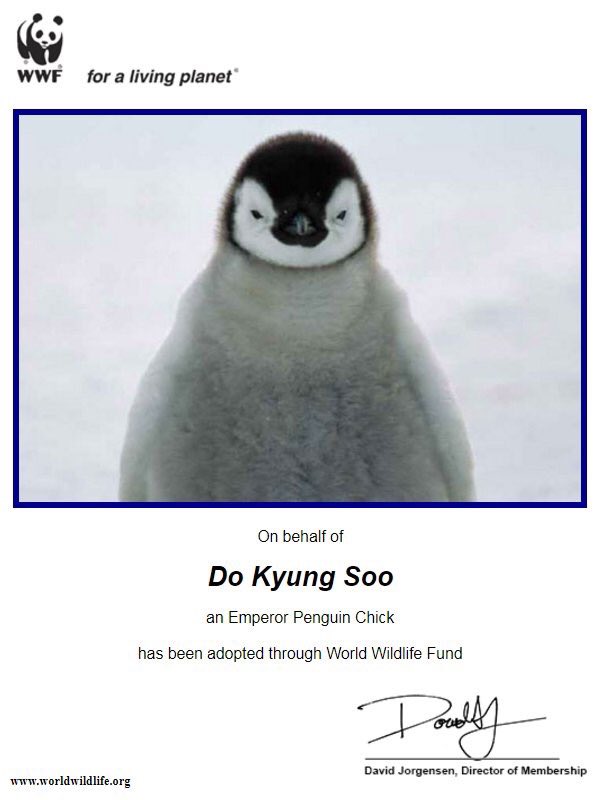 mollyysim's tweet photo. [612daysofsummer] I was able to donate $300 to WWF &amp; adopted two animals on behalf of Kyungsoo and Chanyeol. Thank you for supporting guys 💓 https://t.co/i9ULjaZnMw
