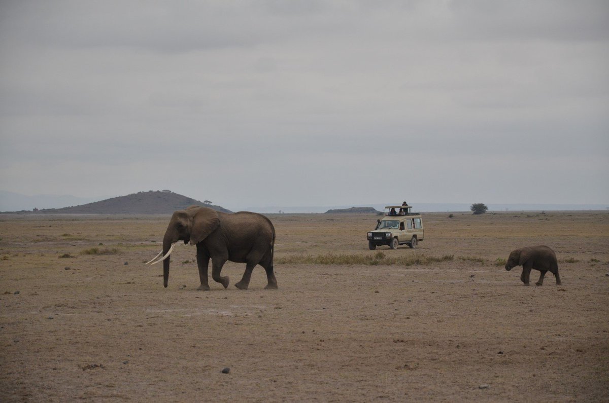 paulakahumbu's tweet photo. .@MAGICALKENYA @KWSKENYA Saving elephants w/ @amarula @wildlifedirect & celebrities in Kenya #DontLetThemDisappear #KeepTimAlive #Amboseli https://t.co/fFxqE1t0hV