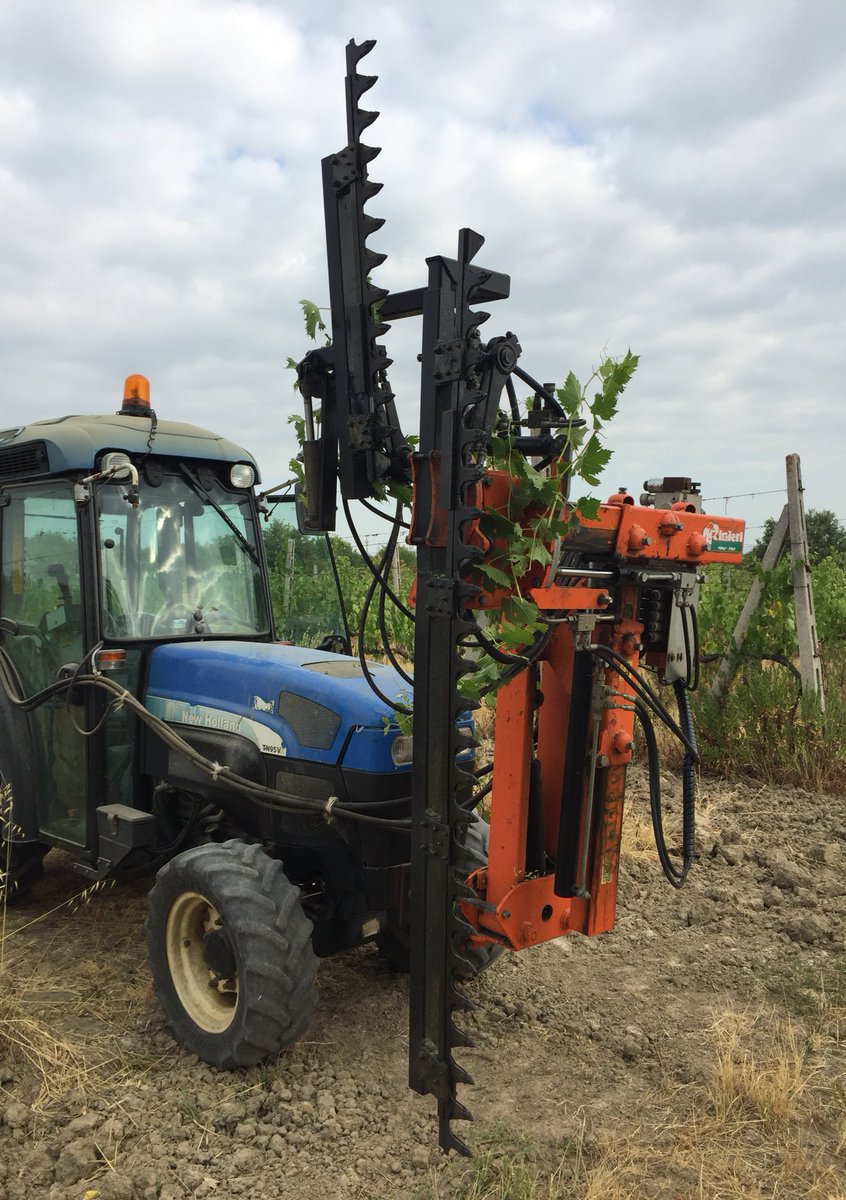 LeutaWines's tweet photo. Trimming our Sangiovese vineyard #leuta #worksinthevineyard #cortona #winesoftuscany https://t.co/k2Sqwy1kHt