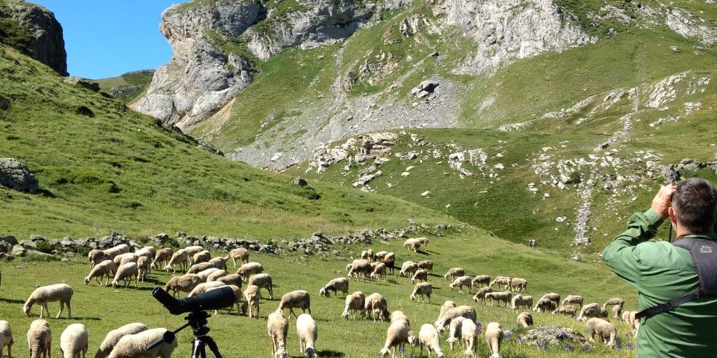 Milanos negros, vencejos comunes y aviones comunes en la primera semana de observación de #Lindus 2 de 2017 #birding