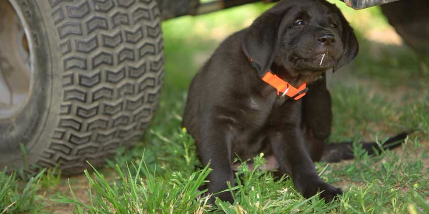 ECOstyle Animal Care tweet media