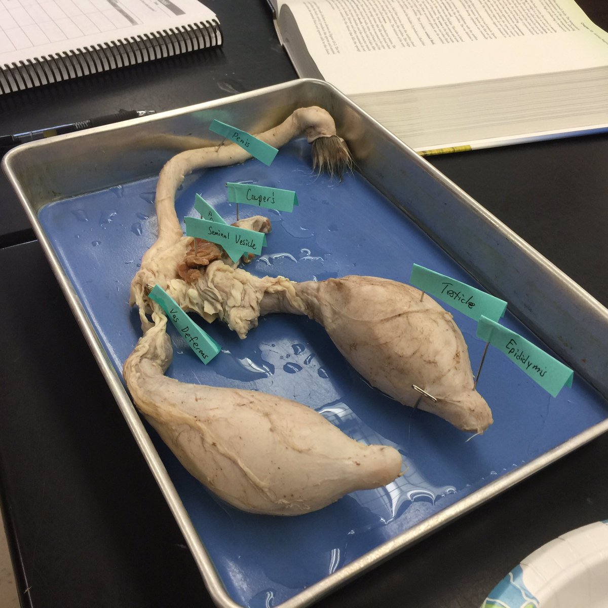 Deanna Miller tweet media