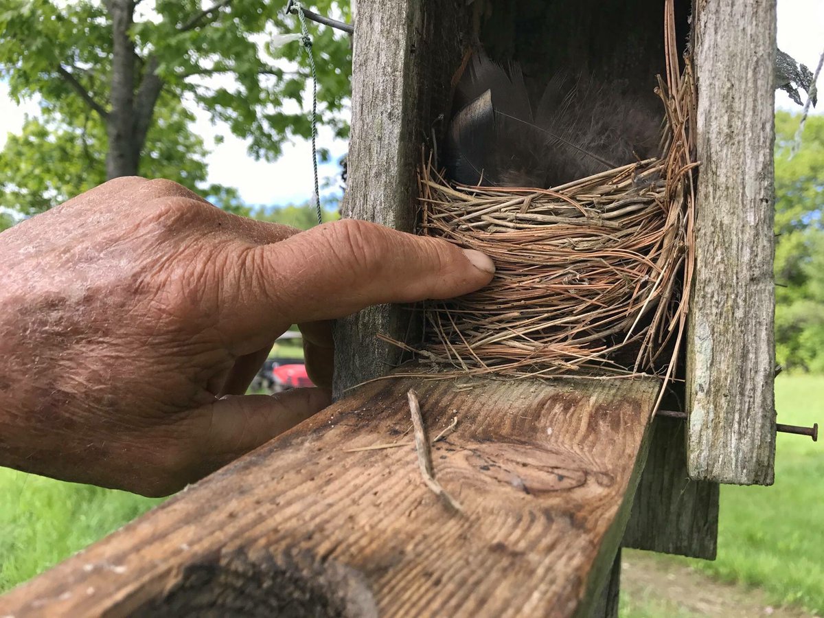 ChadwicksSpirit's tweet photo. Baby #bluebirds recently #hatched at #DoomForest.
#ChadwicksMapleCraftSpirits #maplewhiskey #nature #babybluebirds #chadwickscraftspirits https://t.co/X9wSHiAu4l