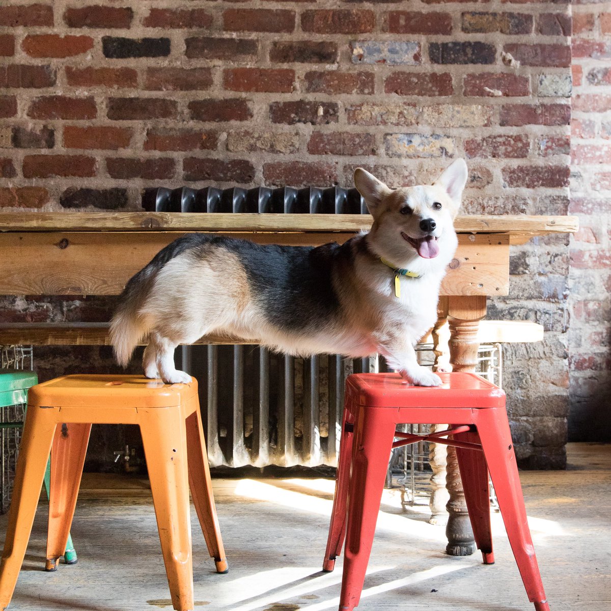 I'd like to wish my pawtner in crime &amp; fellow #bigearsboysclub member <a href="/winnythecorgi/">Winston</a> a very happy 3rd bday. ❤️ you bro!