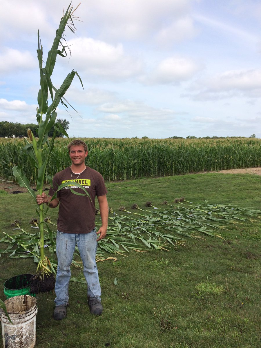 dancfarmer's tweet photo. Root digs and checking pollination in our #channel plot with intern today. #grommerschseeds @ChannelMinn @tonyweis1 https://t.co/7Iyj9UJRHI