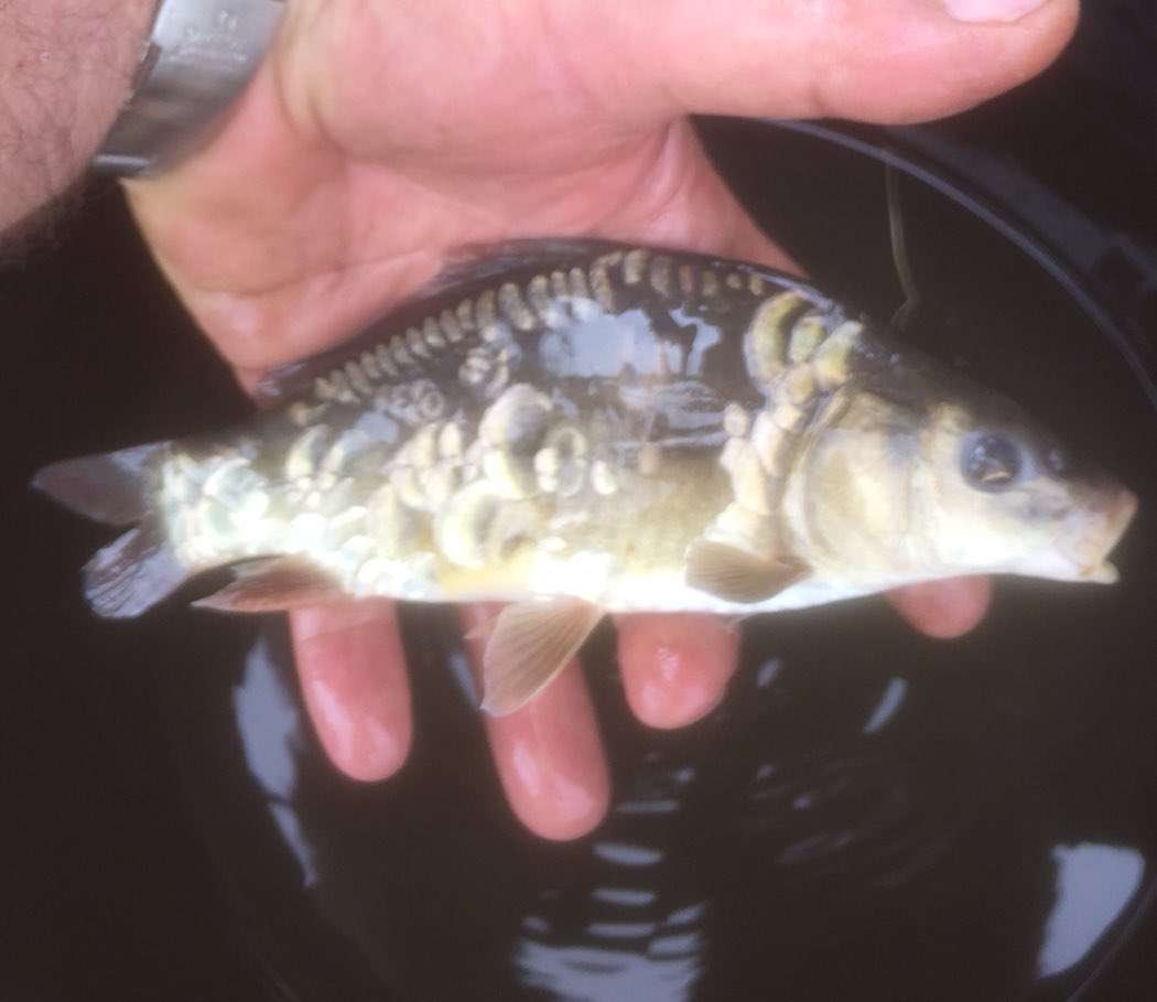 EarlsHallFish's tweet photo. Several good fish out the Top lake to 32lb on @CW_Baits V12. Only a few places left for this coming weekend. Little homegrown beauties 😀 https://t.co/cfXpNySnUl
