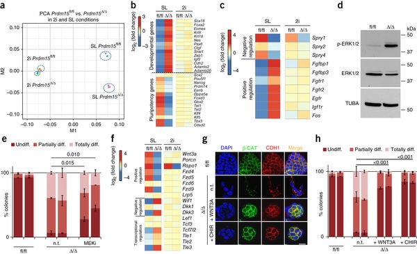 PRDM15 safeguards naive pluripotency (Mzoughi et al.)  go.nature.com/2eI8lJJ