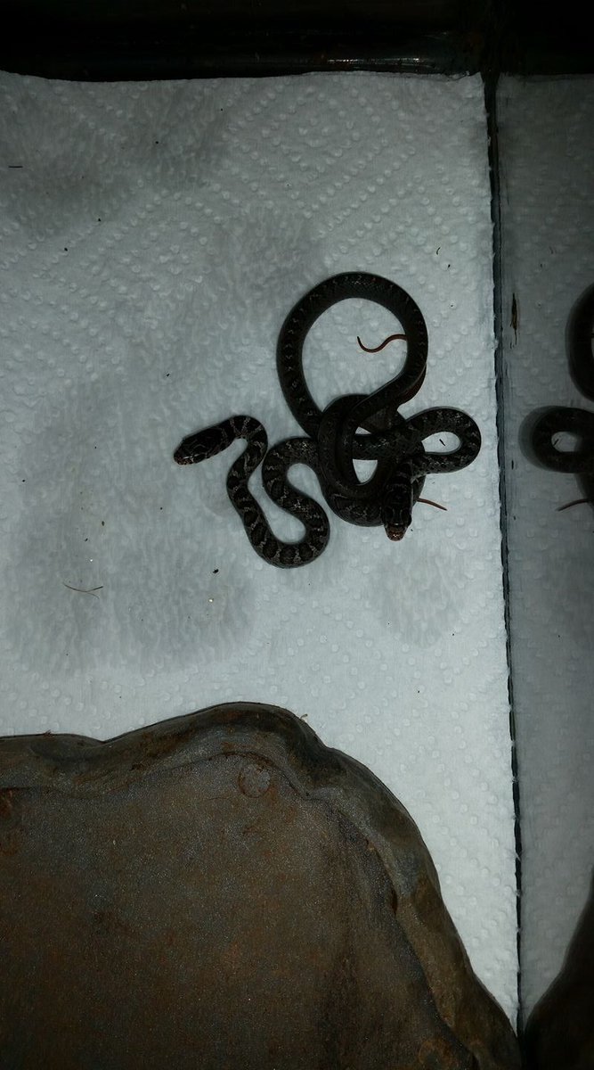 LKluber's tweet photo. The eggs I found last month went to wildlife rehab &amp; just hatched. Turns out they are black racers, not box turtles. So glad they were ok! https://t.co/nboA2Lv3vU
