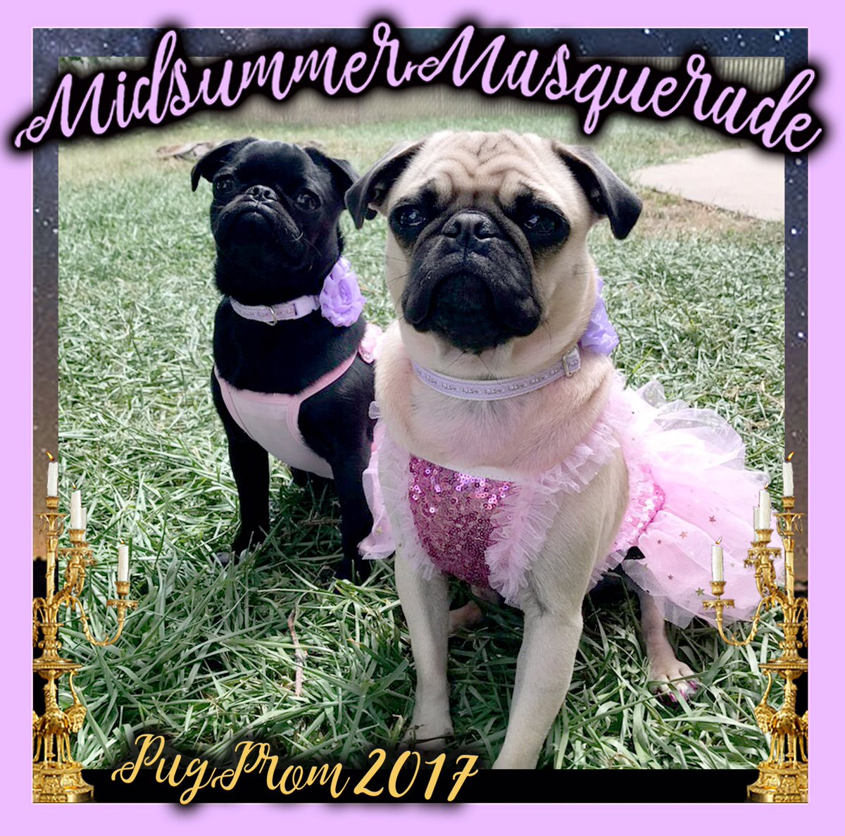 mavisandeleven's tweet photo. Stopped by the photo booth at #PugProm2017 not too late to get yours too and donate to @PugHollow https://t.co/XFataxaQmz