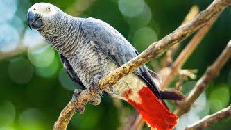 Netsbridge's tweet photo. These critters were some of #MyFavoriteThings past wkend: #AfricanParrot, modeling #Peacock, #Willowbird, & white #Cows. #Wildlife, #Nature https://t.co/zJwWYTYFcp