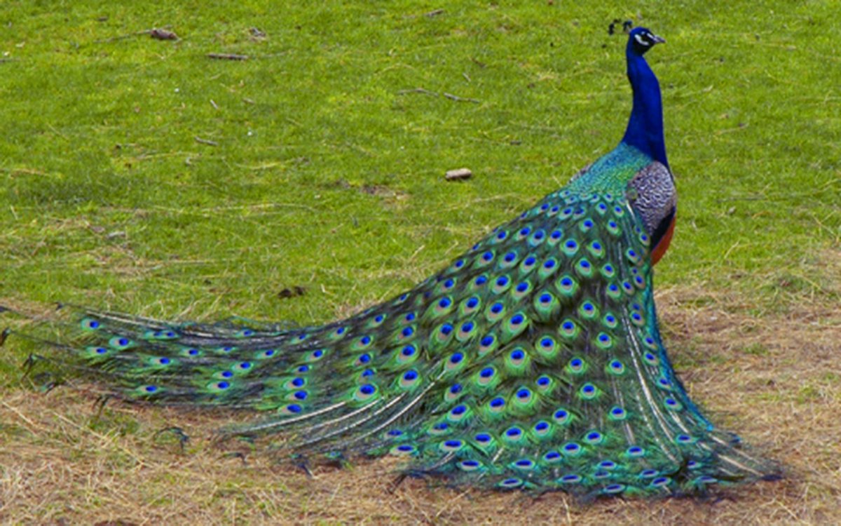 Netsbridge's tweet photo. These critters were some of #MyFavoriteThings past wkend: #AfricanParrot, modeling #Peacock, #Willowbird, & white #Cows. #Wildlife, #Nature https://t.co/zJwWYTYFcp