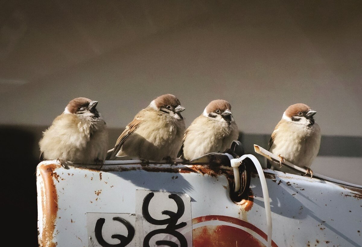 BirdLife_News's tweet photo. In Hong Kong, the usually rural-living Tree Sparrow has learned to adapt to city life https://t.co/nLYcbH56ev https://t.co/Y3eJJSJNWF