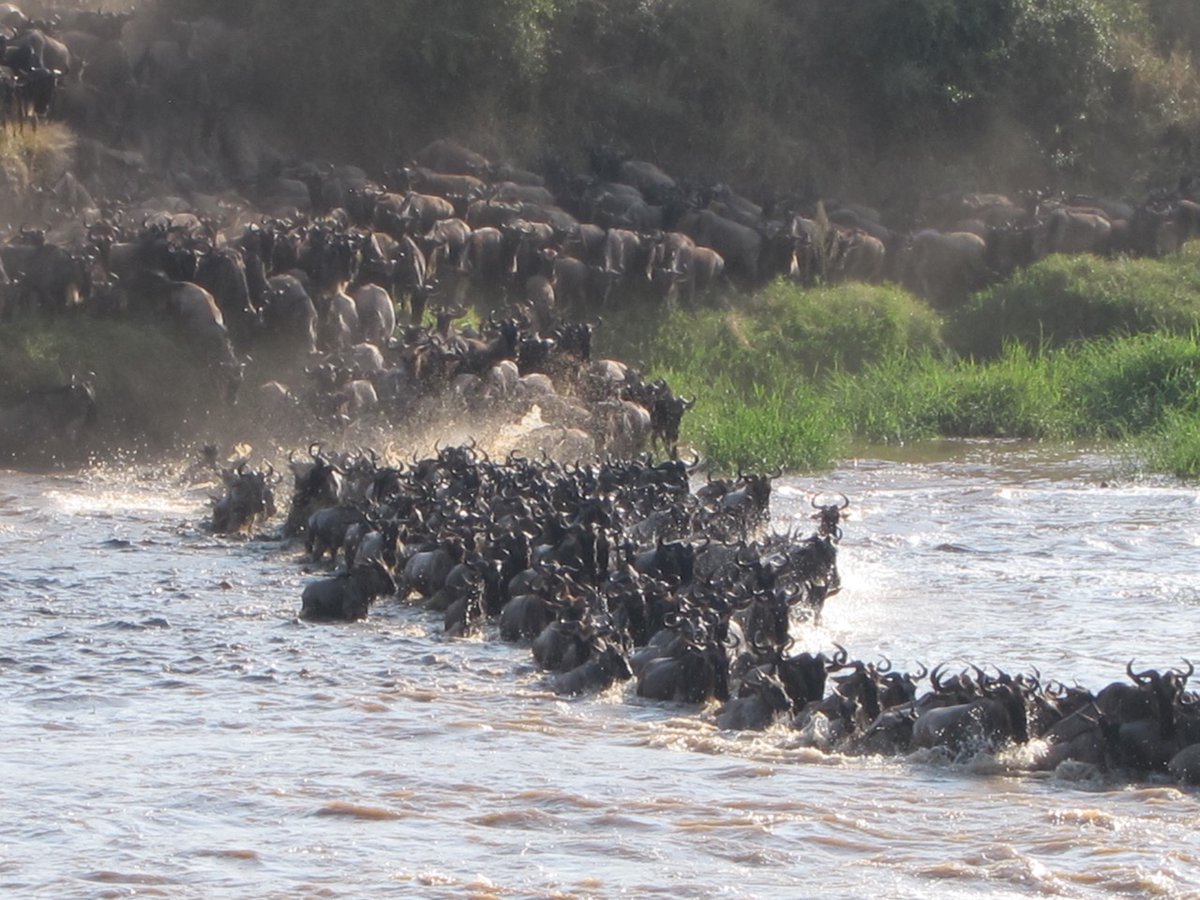 AsiliaAfrica's tweet image. #MigrationMonday: There has been a lot of action in the Northern Serengeti recently. #GreatMigration #HerdTracker ow.ly/NyHw30dRwar