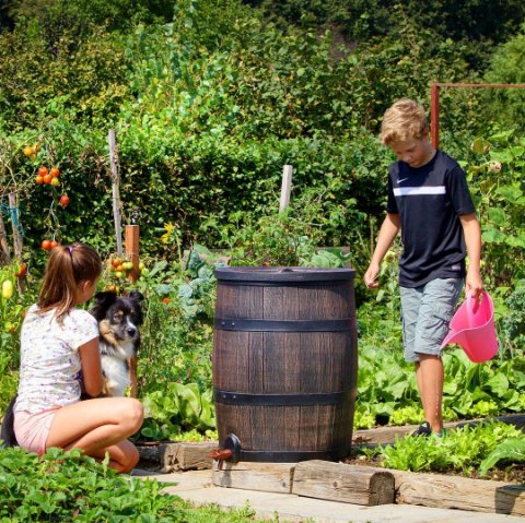 Roto_UK's tweet photo. Using the oak effect barrel as a #waterbutt, ready for #rainwaterharvesting. No tap water for our #veggies! #garden https://t.co/laiC1xKBSp https://t.co/hCiUWZ6h4d