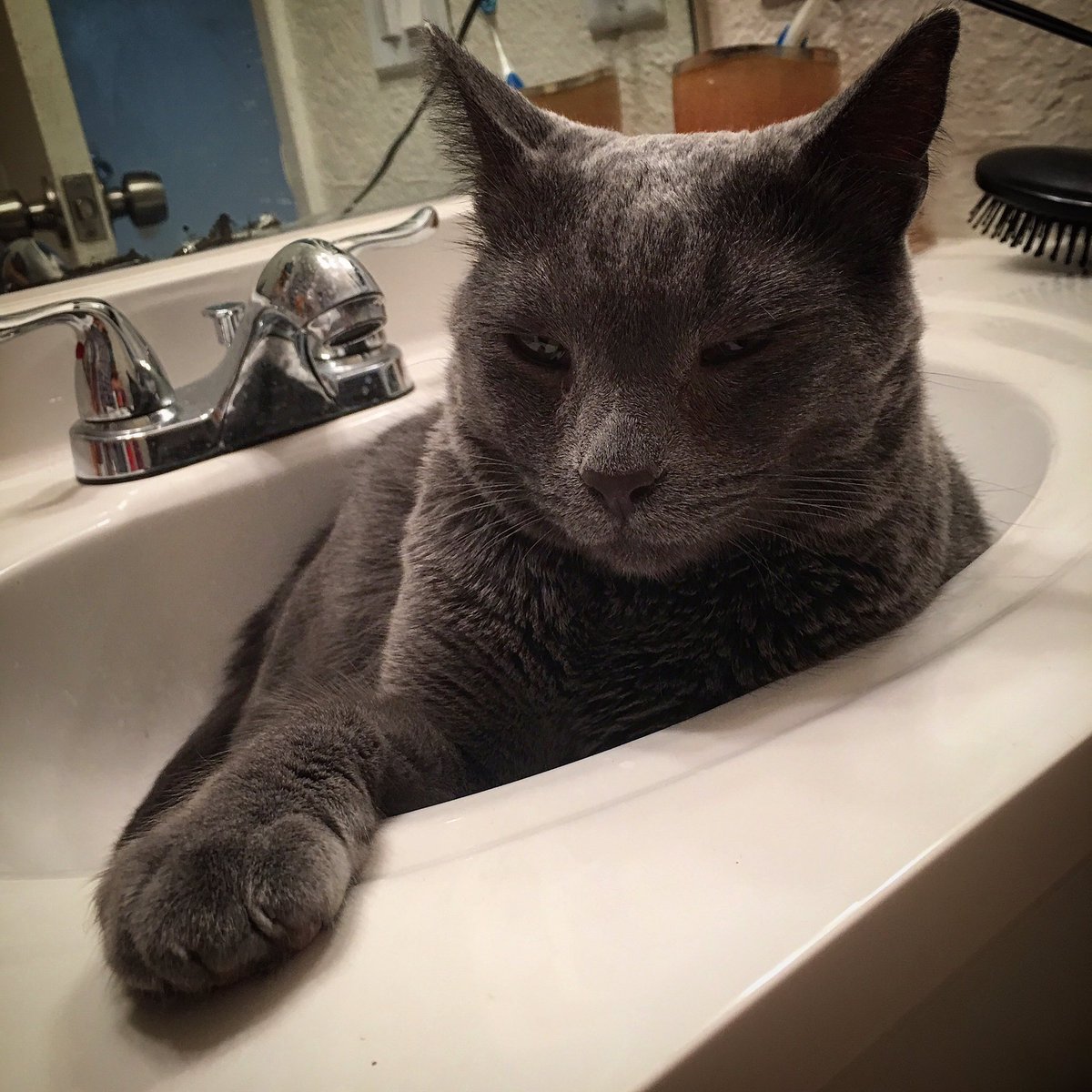 SneezyMonster's tweet photo. Chilling in the cool sink. #MeowLife https://t.co/wNLtx3c4v6
