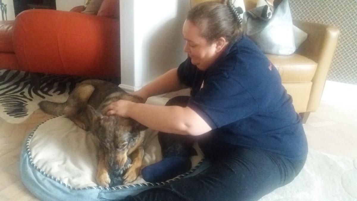 BonnieandBailey's tweet photo. The Lovely #healing hands of Lucy from @pawsitivemyo helping Chloe's #arthritis ๐๐ #myotherapy #thepetsbiz @dotty4paws @WoofWagWalk #Surrey https://t.co/lLhBPeBKwS