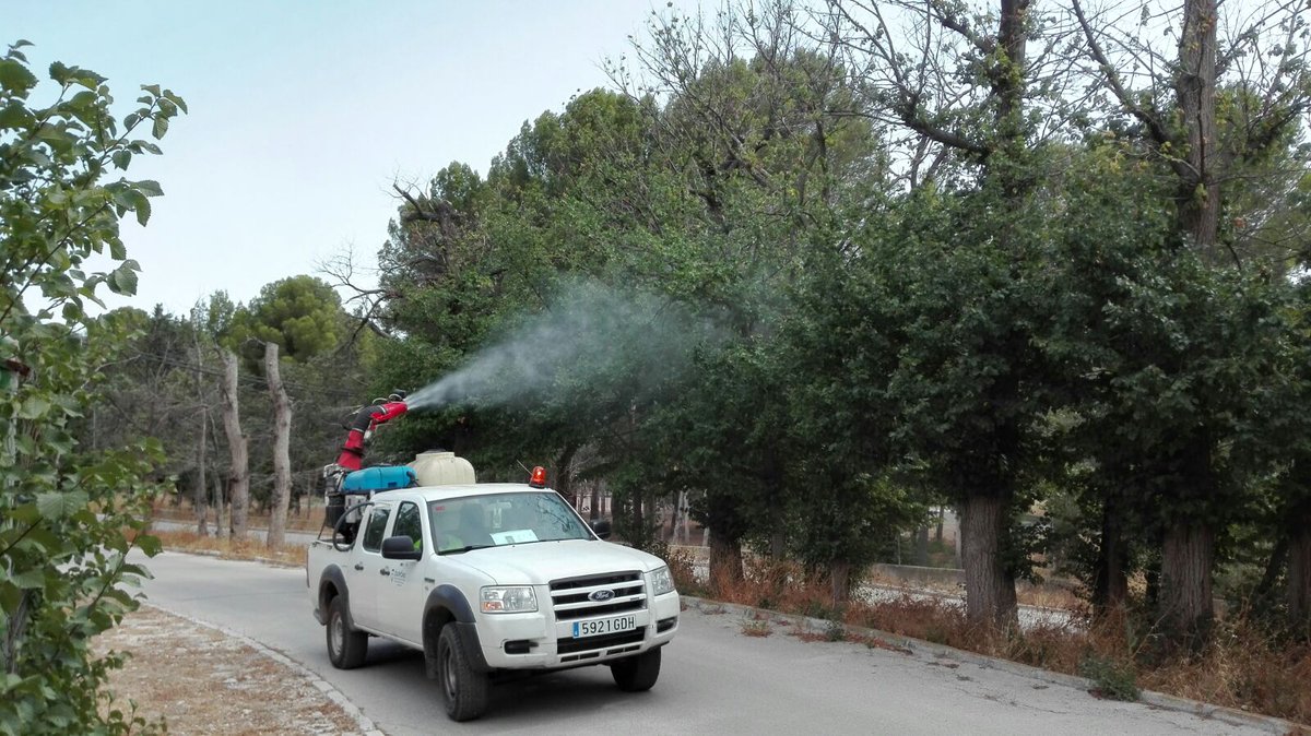 La formación de olmo común más significativa de Europa está en Cieza (Murcia) 
Tiene escarabajos... y tratamiento
 elclickverde.com/blog/lucha-con…