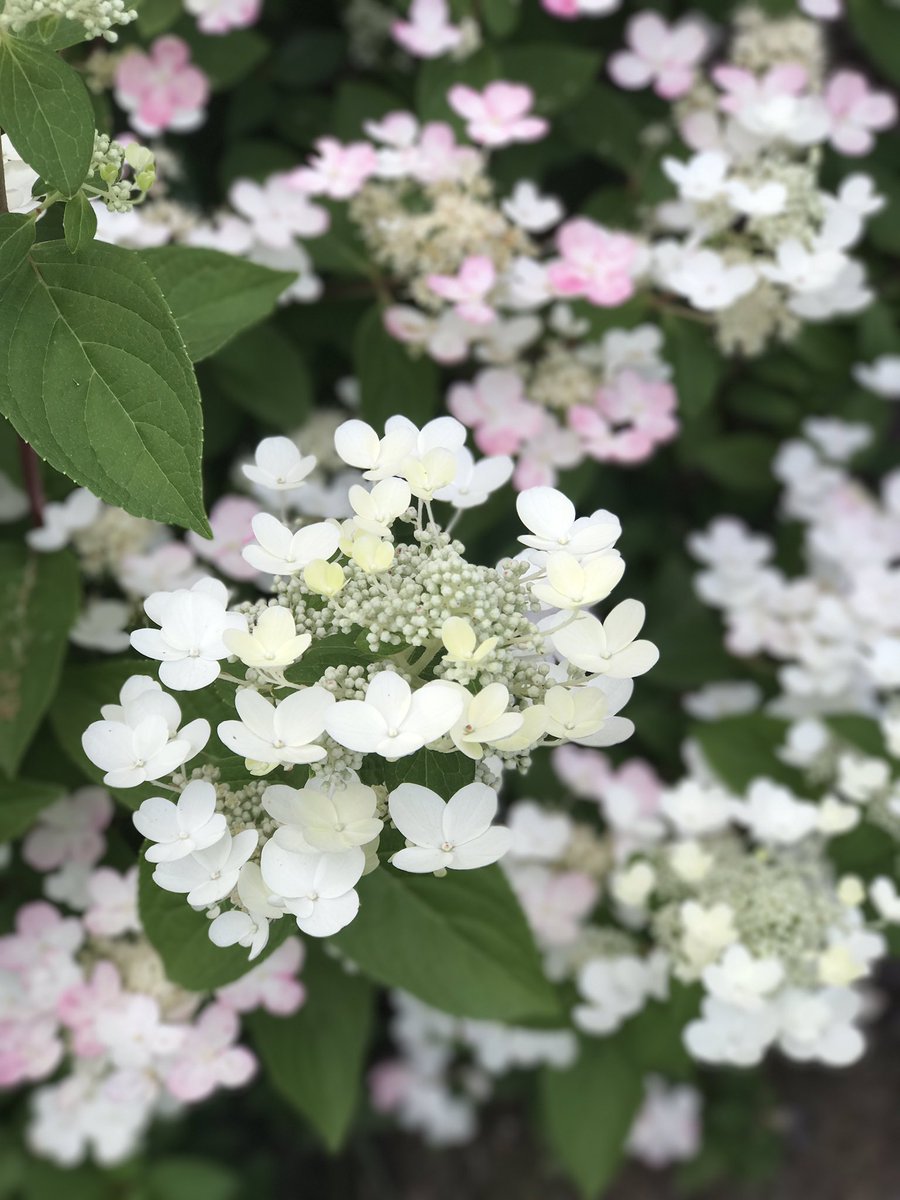 Love ❤️ this Hydrangea paniculata 'Quickfire' in our own gardens!!! #understatedbeauty