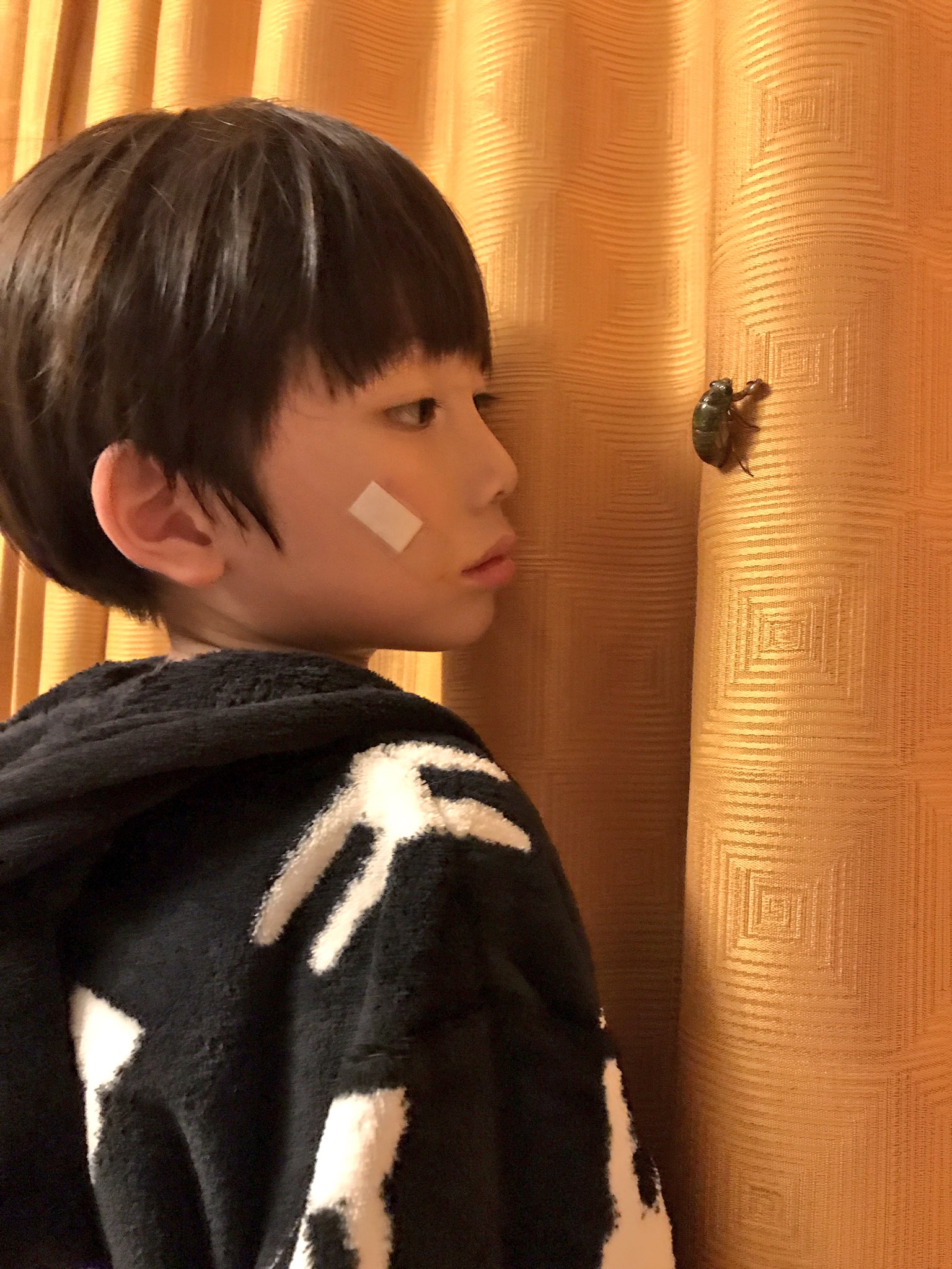 片桐仁なう 春太 セミの幼虫リベンジなるか まだ夏休みではない 片桐仁なう 春太 セミの幼虫リベンジなるか まだ夏休みではない