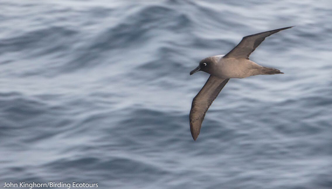 UntamedBirding's tweet photo. Doesn't get much better than the two chocolate brown Albatrosses of the southern oceans: Light-mantled Albatross, south Atlantic https://t.co/XZoigslran