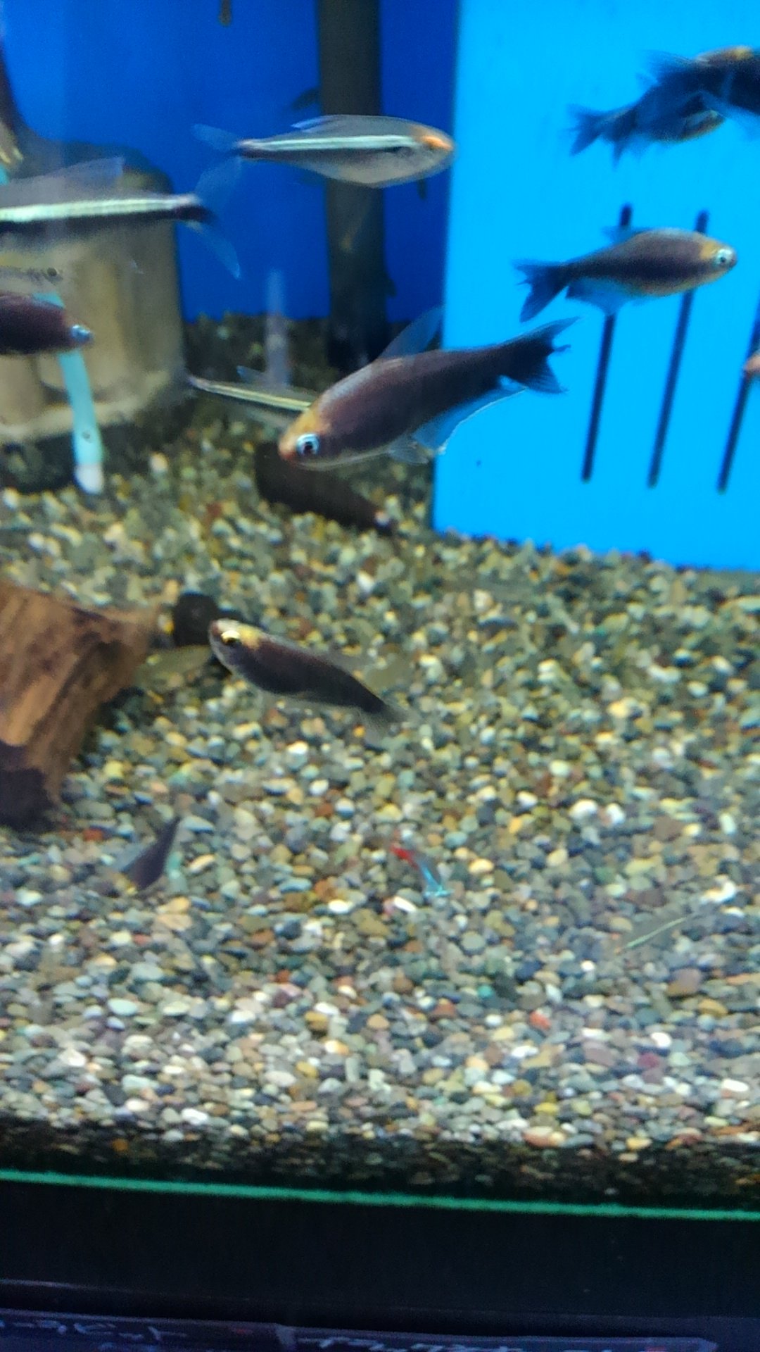 O Xrhsths ワンラブモレラ岐阜店アクア Sto Twitter ブラックエンペラーテトラです 若干気が強いですが 小型魚なのに存在感はばっちりです ブラックエンペラーテトラ T Co Wmr98gch45 Twitter