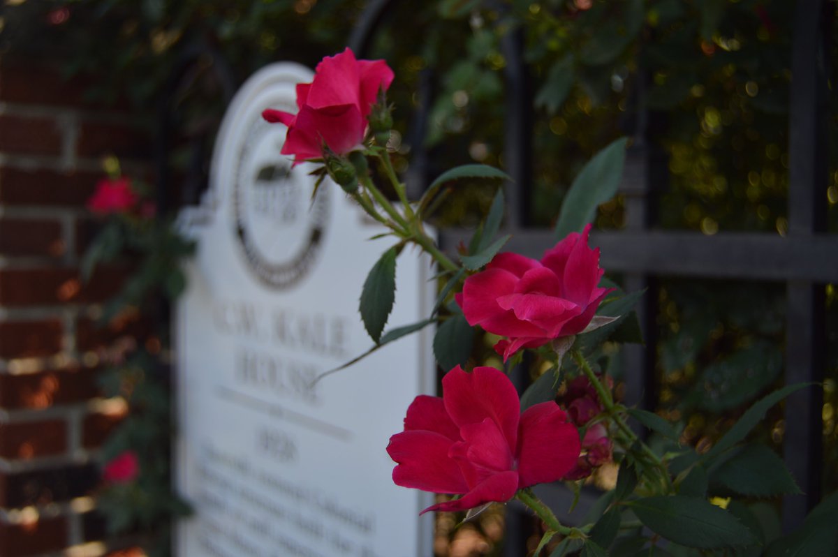 acaptureintime's tweet photo. "The earth laughs in flowers". -Ralph Waldo Emerson https://t.co/GXHZhNYyyy