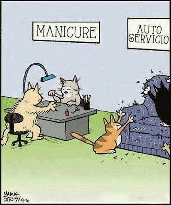ShroinderCat's tweet photo. Always an autoservice type of cat... https://t.co/64nkZrW3oK