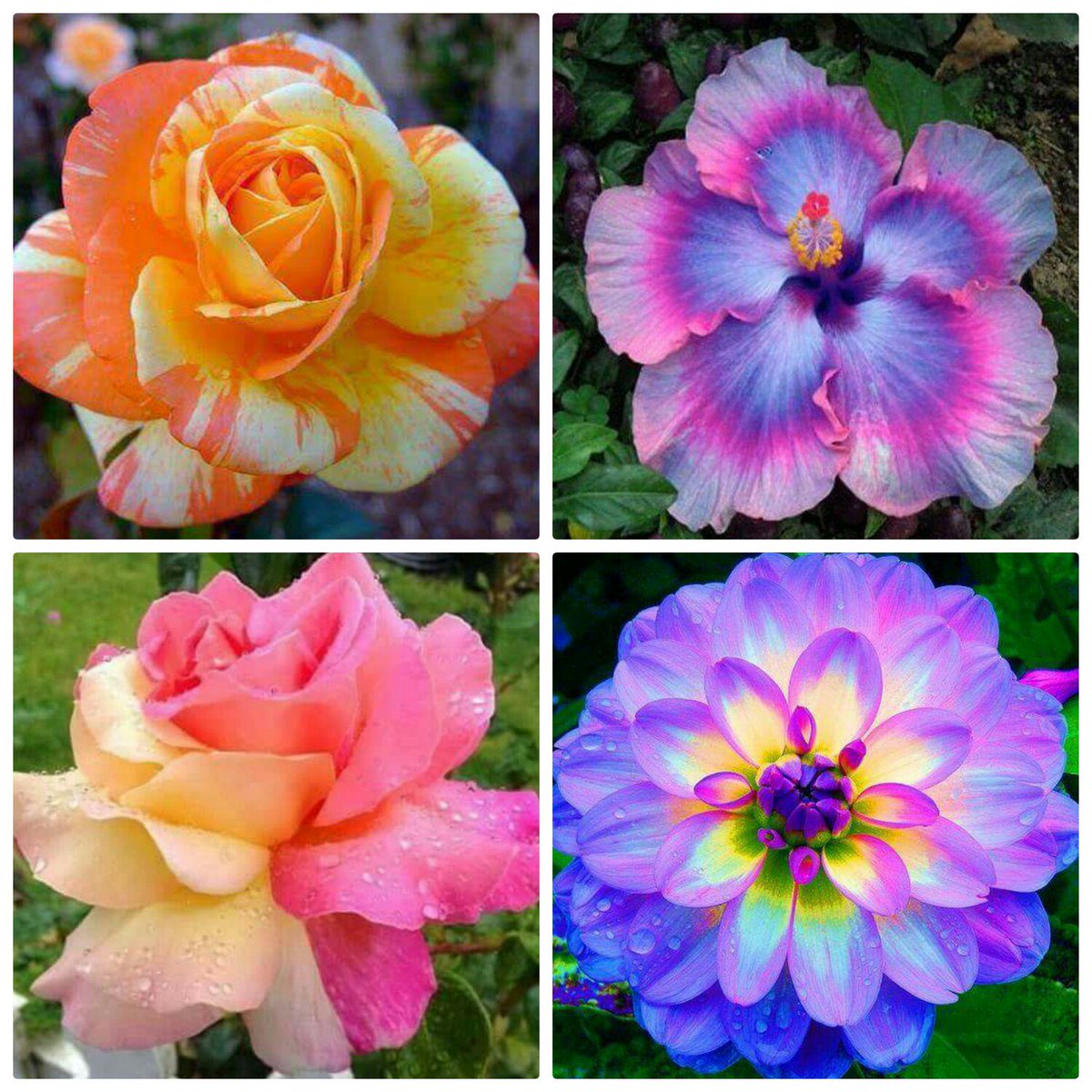 veneshak's tweet photo. #flowers #beautiful #colour_collective https://t.co/gEKgHKhkBf