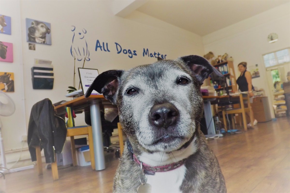 AllDogsMatter's tweet photo. 'Greetings Monday' @AbiTheStaffie #happymonday #whenstheweekend #dontjudgeastaffie #adoptadog #alldogsmatter https://t.co/Qo3wsYphhh