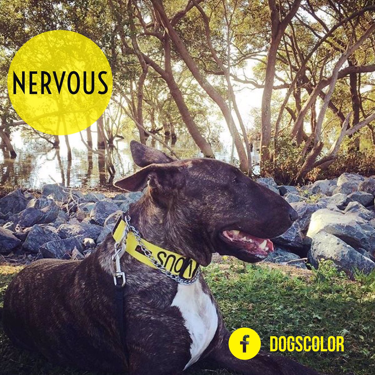 Dogscolor's tweet photo. Nervous halsbånd kun 129,- 🐶#hundeskole #safedog #minibully #minibullterrier #bullterrier #dog #hund #nervousdog #nkk #norge #dogsoftwitter https://t.co/kKO52bz38r