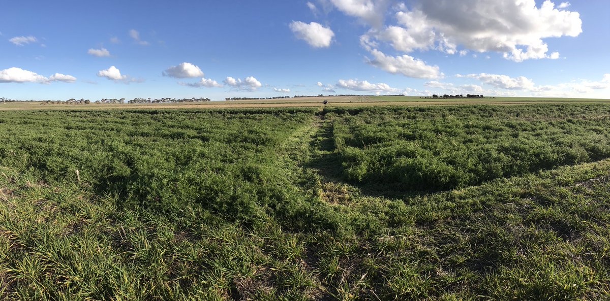 Left Feb sown Capello vetch, Right March sown. Both nicely bulked up, barely a flower yet
