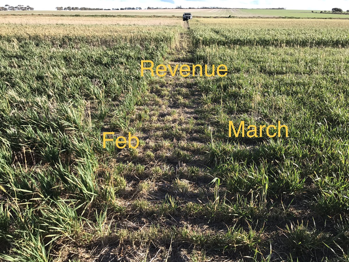 ipaddockapps's tweet photo. Manning Revenue Forrest and Edge seeded 15 Feb and 15 March in @SEAgroResearch_ early sowing trial. Forrest almost ok with March sowing https://t.co/94qZkx280X