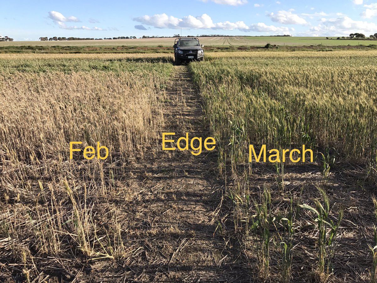 Manning Revenue Forrest and Edge seeded 15 Feb and 15 March in <a href="/SEAgroResearch_/">SEAR</a> early sowing trial. Forrest almost ok with March sowing