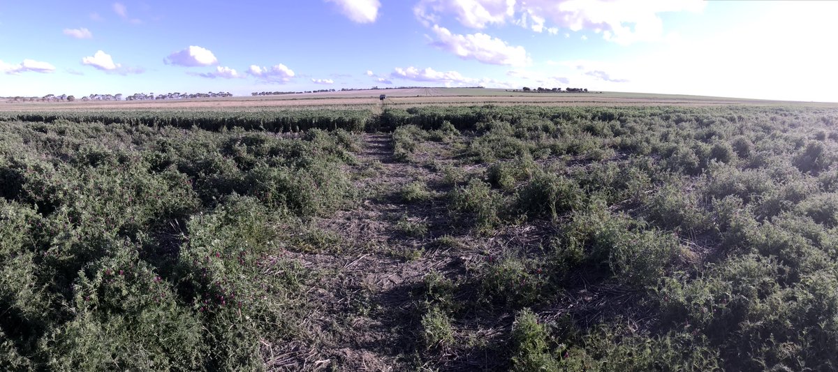 Left Feb sown Barloo vetch, right March sown. Unfortunately had a very poor establishment but getting some bulk now. Early flowering