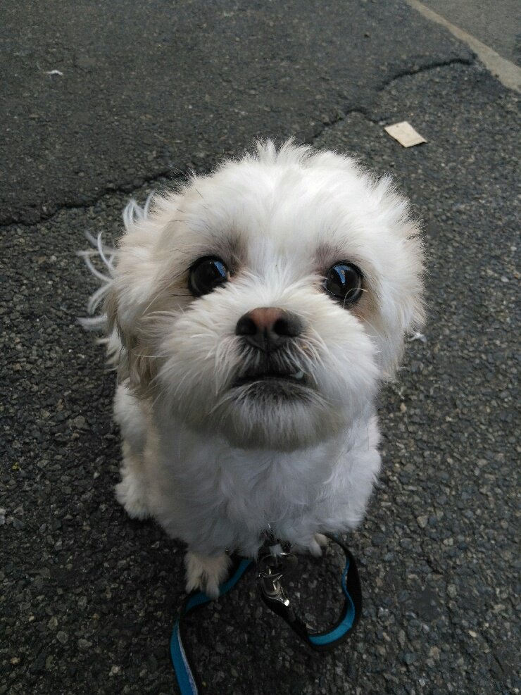 This weeks dog of the week is Lucy in Boston! Because look at that face...come on....
.
.
.
#baroo #barooboston