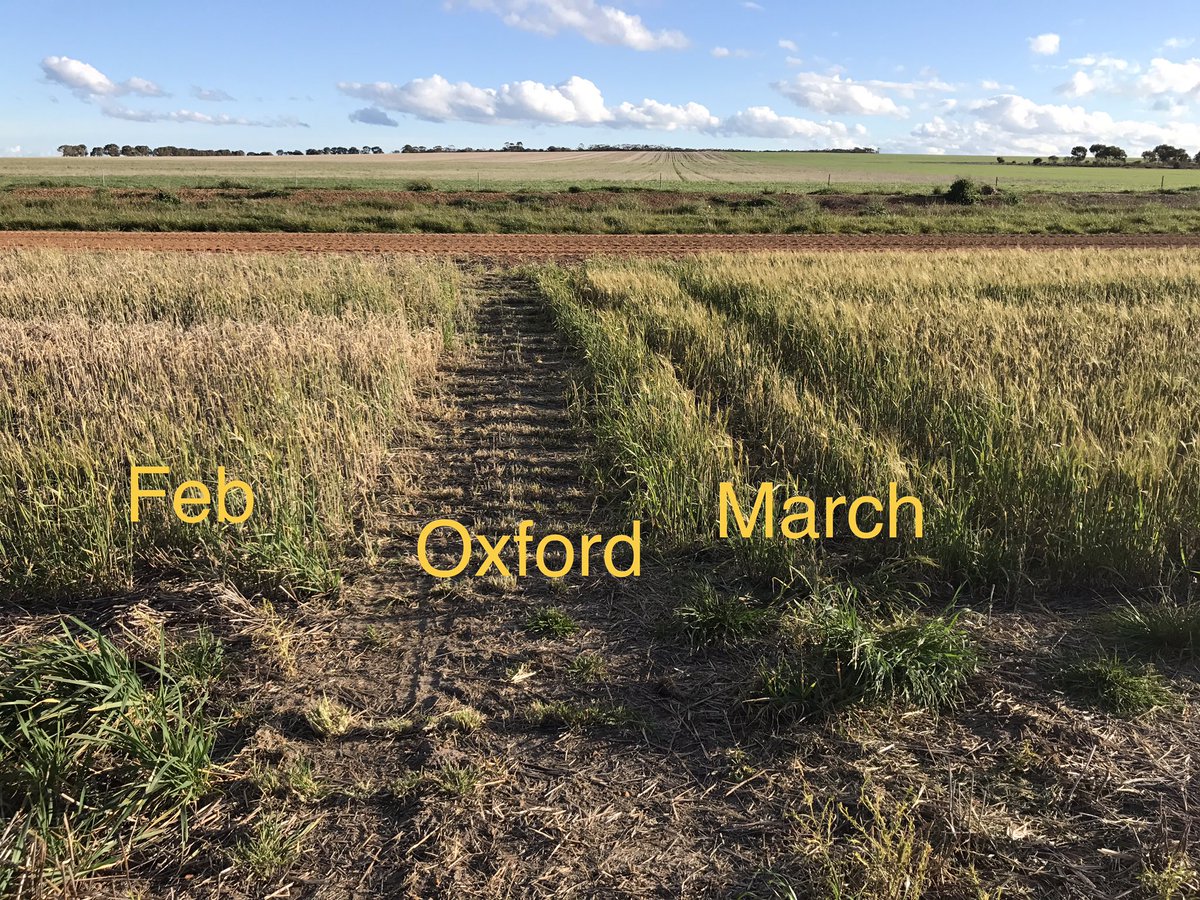A reminder what happens if we sow spring cereals in autumn. Were done&amp; dusted by July! Oxford barley almost worked but still well below par