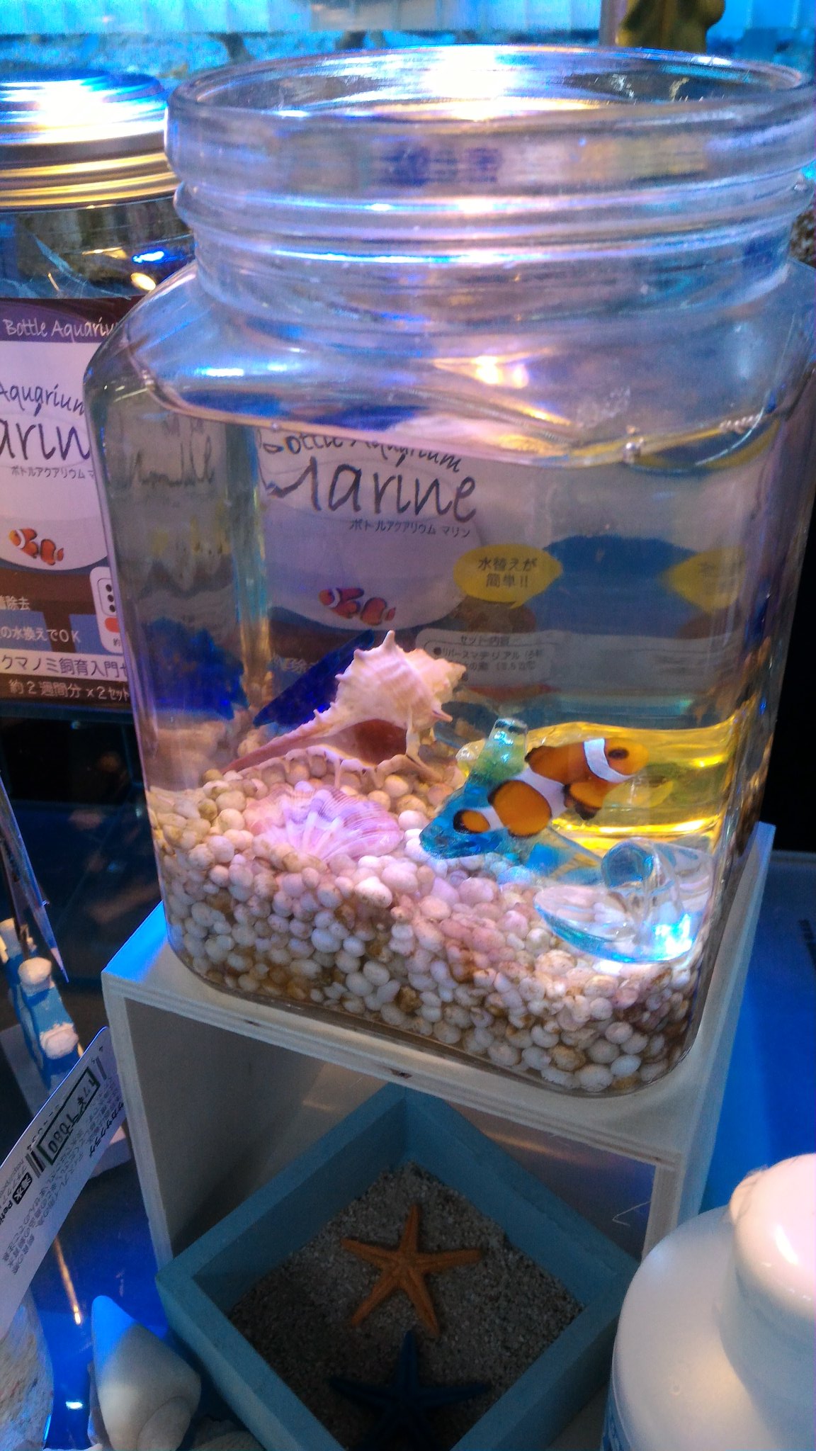 アミーゴ大町店 アクア ボトルアクアリウムマリン でカクレクマノミ飼育始めてみませんか ボトルで海水魚が飼育できるんです 詳しくはアクアスタッフまでお気軽にお声お掛け下さい ボトルアクアリウムマリン カクレクマノミ 海水魚