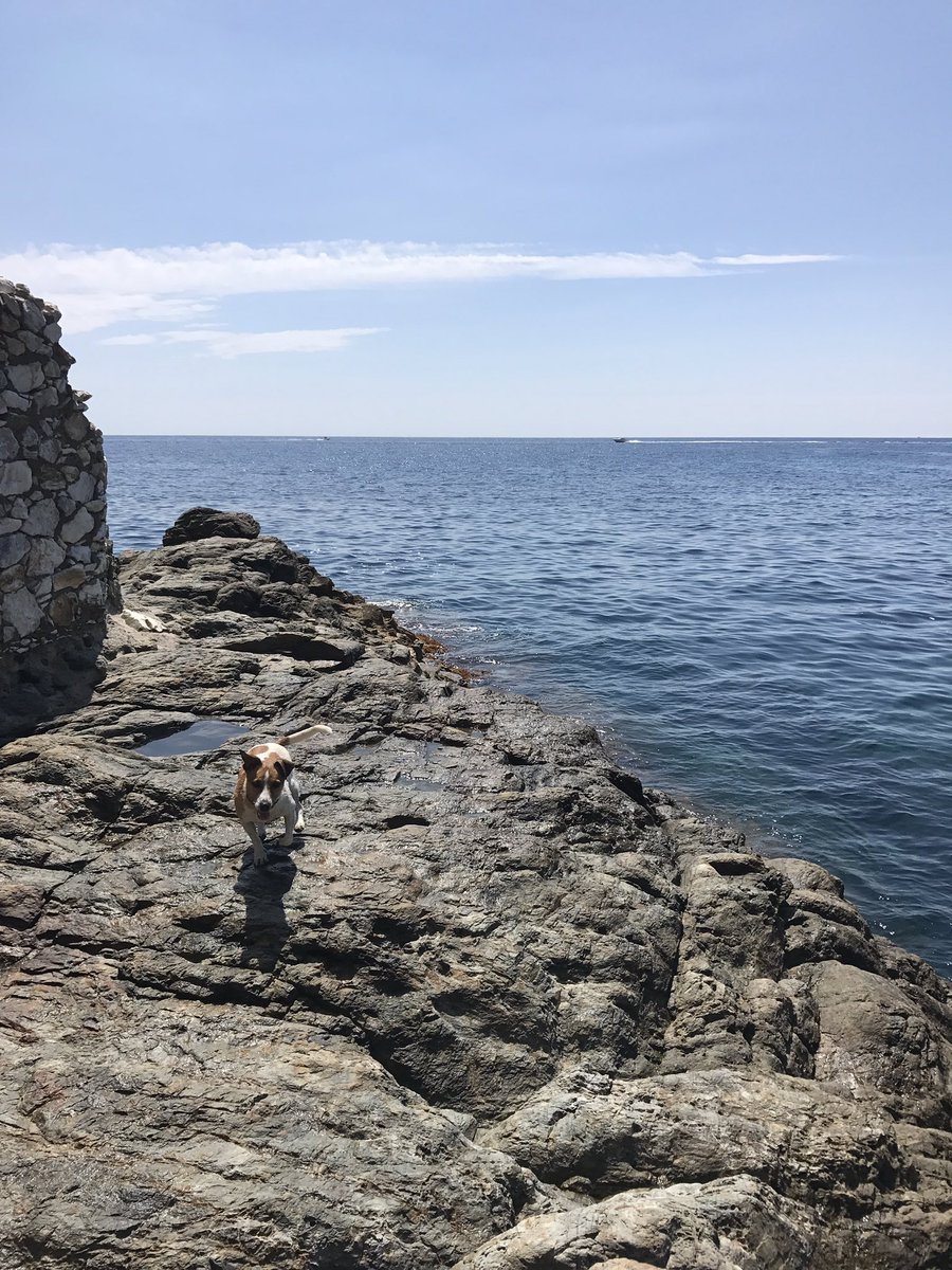 julia_zama_'s tweet photo. Rudi on the rocks. #puntafalconera #costabrava https://t.co/ogpYgdUcMq