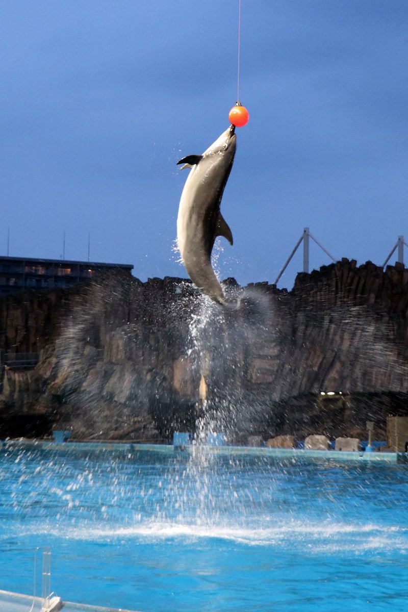 19時のナイトパフォーマンスショー 照明に照らされ空飛ぶイルカが格別